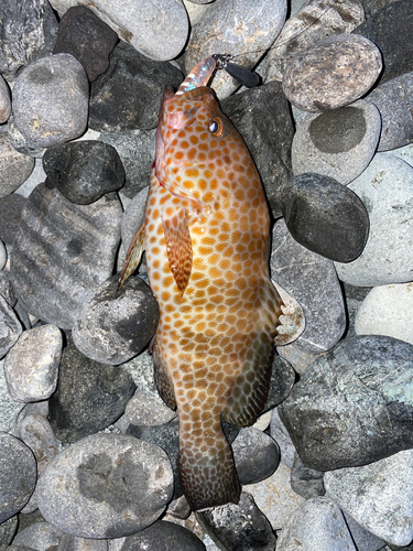 オオモンハタの釣果