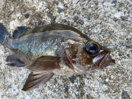 メバルの釣果