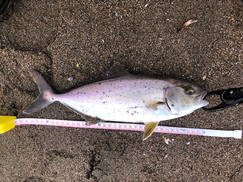 ショゴの釣果