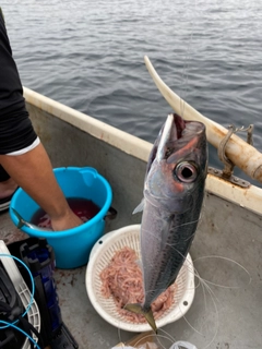 カツオの釣果