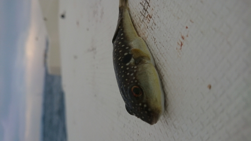 ショウサイフグの釣果