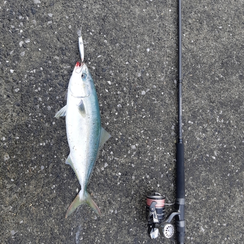 ブリの釣果