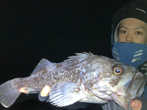 クロソイの釣果