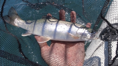 ミヤベイワナの釣果