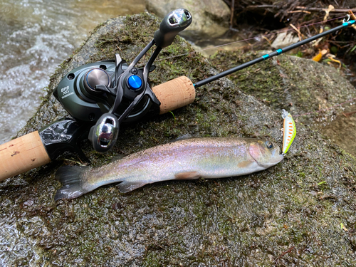 ニジマスの釣果