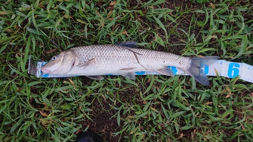 ニゴイの釣果