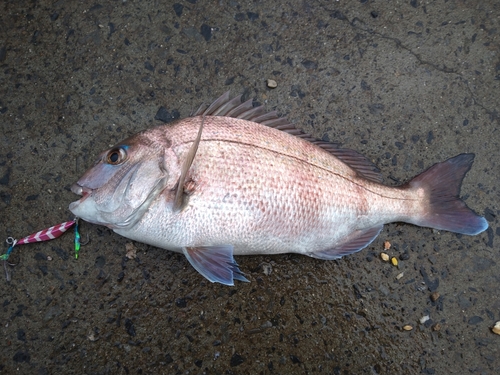 マダイの釣果