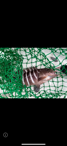 マハタの釣果