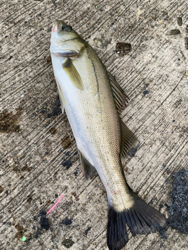 セイゴ（ヒラスズキ）の釣果