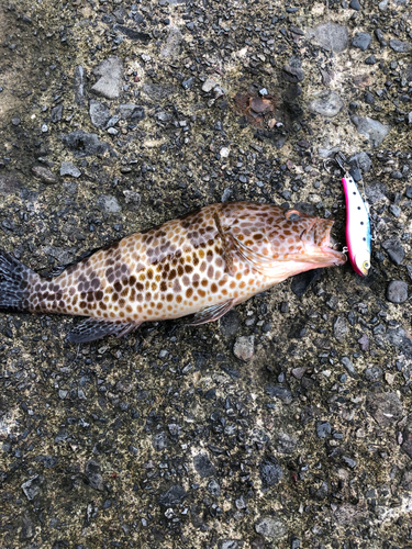 オオモンハタの釣果