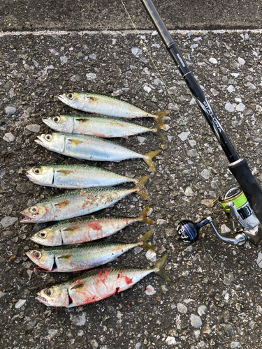 サバの釣果