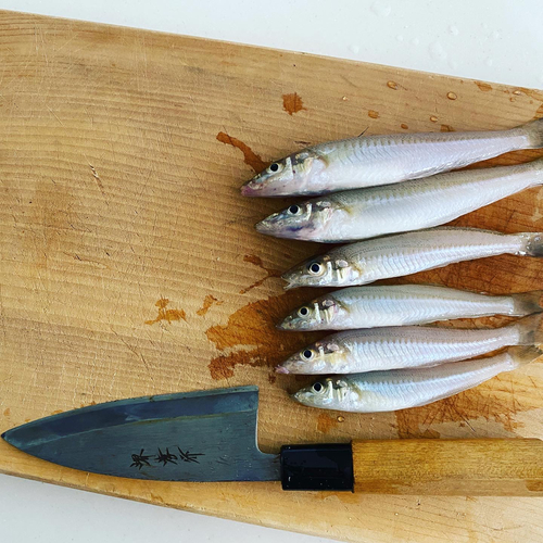 シロギスの釣果