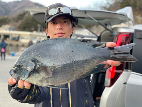 メジナの釣果