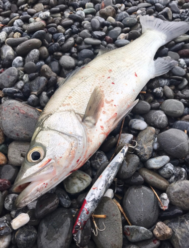 フッコ（ヒラスズキ）の釣果