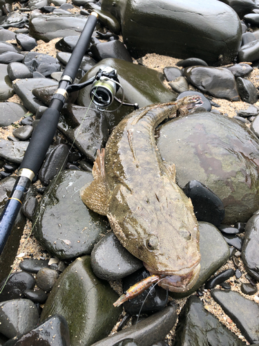 那珂川（福岡）で釣れたコチの釣り・釣果情報 - アングラーズ