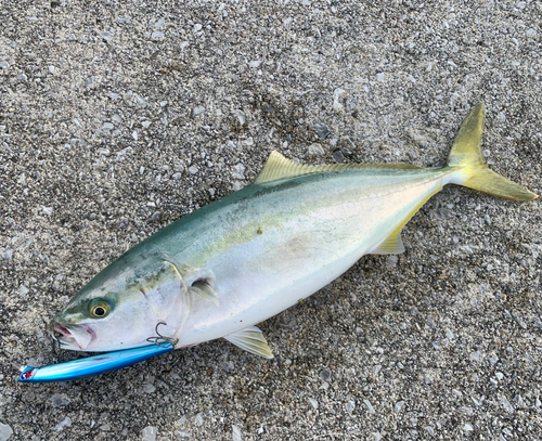 イナダの釣果