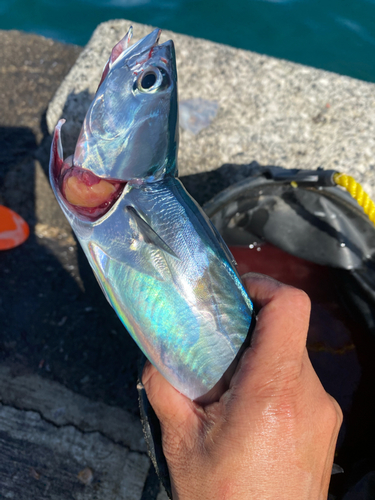 ソウダガツオの釣果