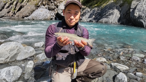 アマゴの釣果