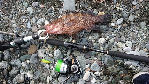 オオモンハタの釣果