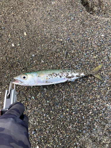 マサバの釣果