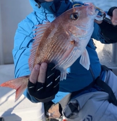 マダイの釣果