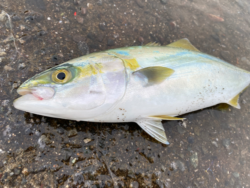 イナダの釣果