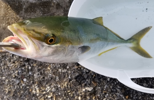 イナダの釣果