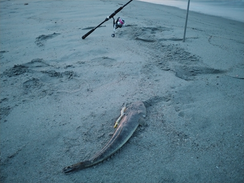 マゴチの釣果