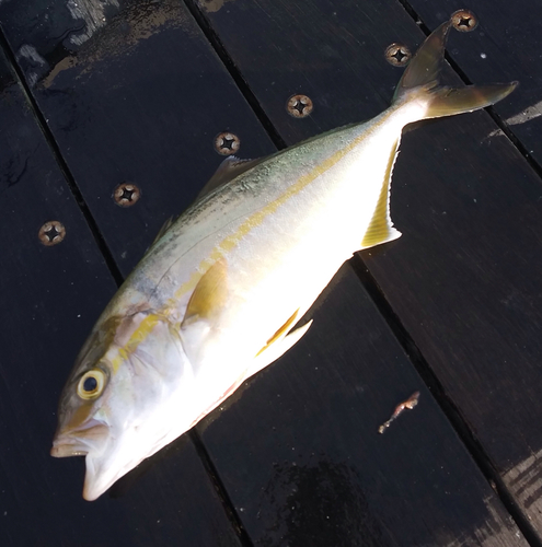 ショゴの釣果