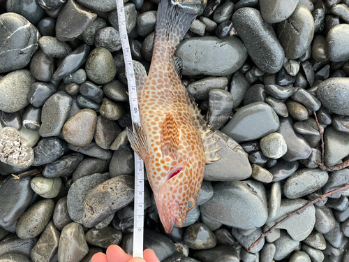 オオモンハタの釣果