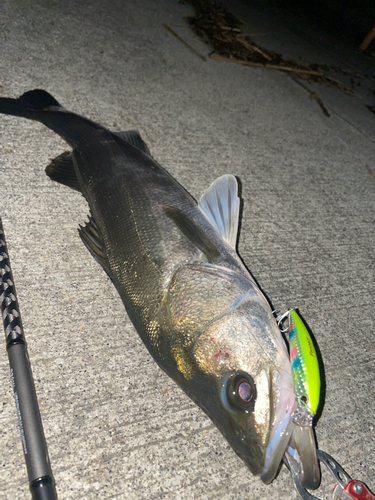 シーバスの釣果