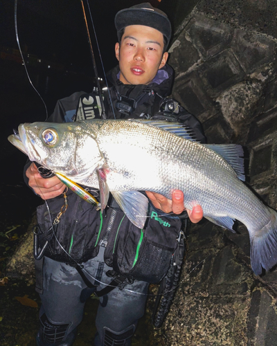 スズキの釣果