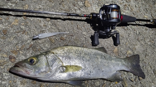 ヒラスズキの釣果