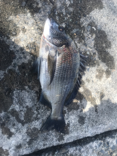 チヌの釣果