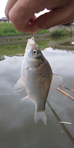 ヘラブナの釣果