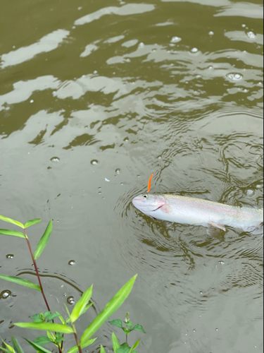 ニジマスの釣果