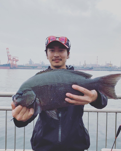 メジナの釣果