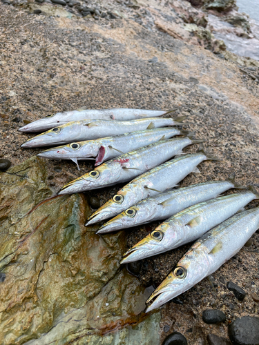 カマスの釣果