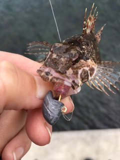 アナハゼの釣果