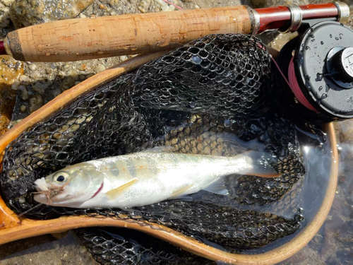 アマゴの釣果