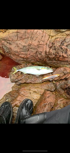 ハマチの釣果