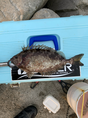 アイゴの釣果