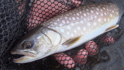 アメマスの釣果