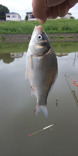 ヘラブナの釣果