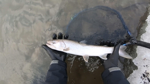 アメマスの釣果