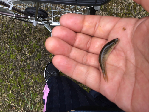 アブラハヤの釣果