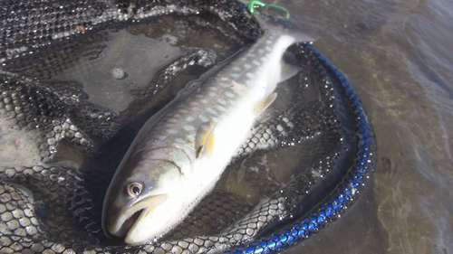 アメマスの釣果