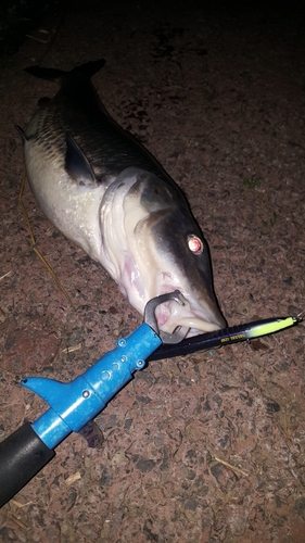 ニゴイの釣果