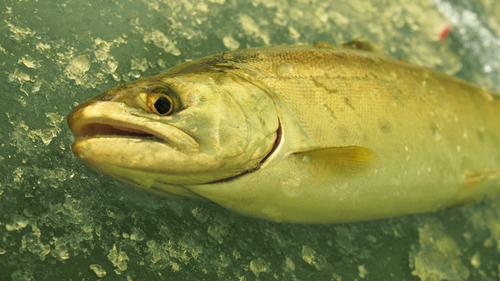 糠平湖で釣れたサクラマスの釣り・釣果情報 - アングラーズ