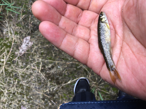 アブラハヤの釣果